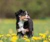 Bernese filhote andando em campo com flores amarelas