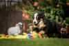 Bernese filhote pulando em um jardim com bolinhas coloridas na grama