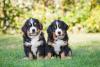 Dois Bernese filhotes lado a lado sentados na grama