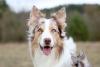 Border Collie merle com a língua de fora
