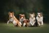 Quatro tipos diferentes de Border Collie correndo