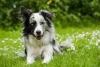 Border Collie merle deitado na grama
