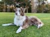 Border Collie sentado na grama