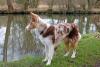 Border Collie em pé perto de lago