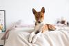 Basenji deitado na cama
