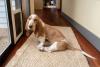 Basset Hound sentado no tapete