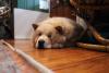 Chow Chow deitado no chão