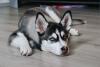 Husky deitado no chão