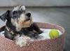 Schnauzer deitado na caminha dele