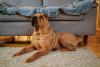 SharPei deitado no tapete com sofá atrás