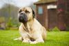 Cane Corso caramelo deitado na grama