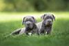 Dois Cane Corso filhotes juntos