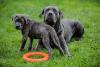Cane Corso mãe e filhote