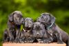 Filhotes de Cane Corso