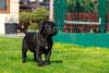 Cane Corso andando ao ar livre