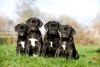 Quatro Cane Corsos filhotes 