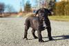Cane Corso andando no asfalto