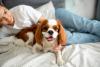 Cavalier King Charles Spaniel deitado na cama feliz com tutora
