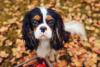 Cavalier King Charles Spaniel olhando para frente em cima de folhas secas