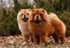 Dois Chow Chow no parque