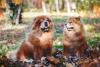Dois Chow Chows lado a lado em cima de toalha 