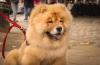 Chow Chow com coleira vermelha