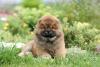 Chow Chow filhote deitado na grama