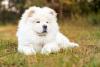 Chow Chow branco deitado na grama