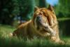 Chow Chow pegando sol
