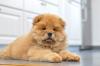 Chow Chow filhote deitado no chão com língua de fora