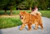Chow Chow passeando no parque
