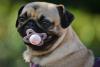 Pug com chupeta na boca