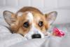 Corgi com chupeta para cachorro do lado