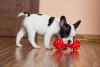 Cachorro Bulldog com mordedor vermelho