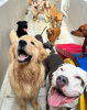 Cachorros felizes na creche