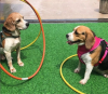 Cachorros brincando com bambolê