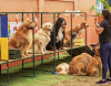 Cachorros recebendo aula