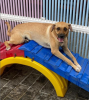 Cachorro em cima de brinquedo de escorregar