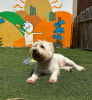 Cachorro branco sentaod no gramado