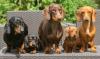 Salsicha: cachorro Dachshund pode ter várias tonalidades