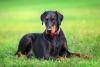 A orelha normal do Doberman é voltada para baixo