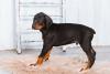 Doberman filhote em casa
