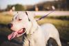 Dogo Argentino passeando com coleira