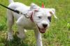 Dogo Argentino filhote passeando