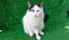 Fantasma é esse gatinho fofo que está disponível para ser adotado na Associação dos Amigos dos Animais de Nova Odessa    