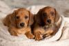 Dois filhotes de Dachshund junto
