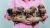 Vários filhotinhos de Dachshund no colo de uma pessoa