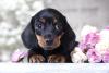 Dachshund filhote olhando para frente
