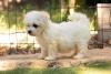 Fotos de filhotes de cachorro Bichon Frisé ao ar livre