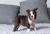 Fotos de filhotes de cachorro Boston Terrier em pé em cima de sofá